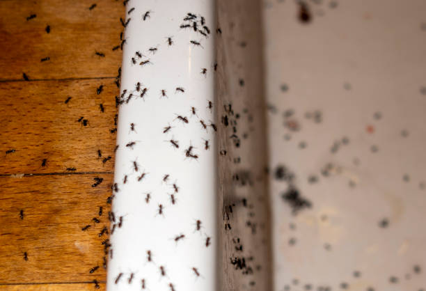 Best Insect Control  in Dawsonville, GA